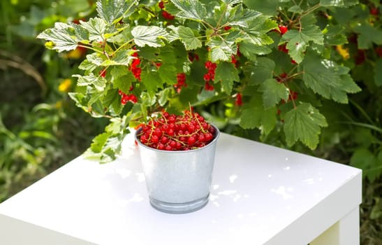 Red currant berries in the berry picking season in the countryside.