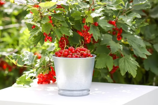 Red currant berries in the berry picking season in the countryside.