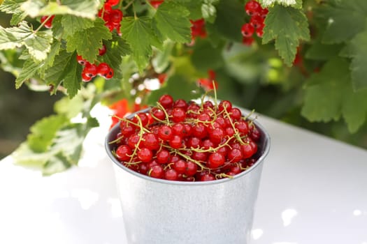 Red currant berries in the berry picking season in the countryside.