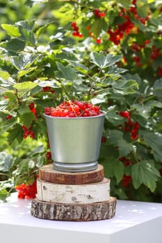 Red currant berries in the berry picking season in the countryside.