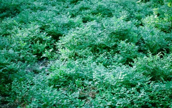 Wild forest nature view in summer evening.