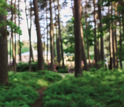 Wild forest nature view in summer evening. Blurred unfocused background.