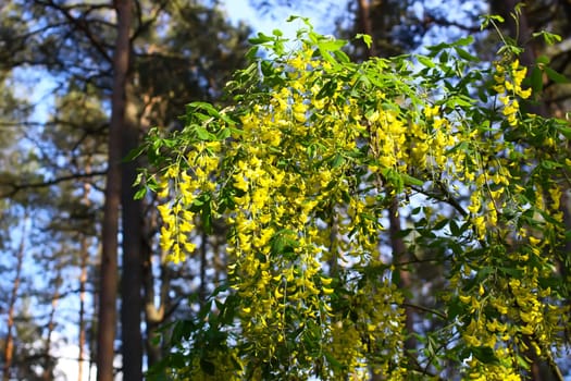 Yellow acacia flowers in sunlight. Nature view in summer evening.