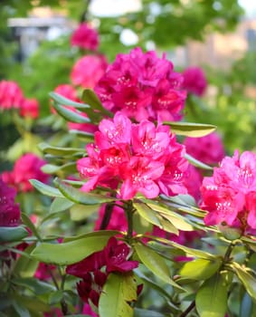 Rhododendron plants in the garden. Pink flowers close up.