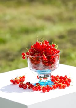 Red currant berries in the berry picking season in the countryside.