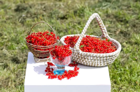 Red currant berries in the berry picking season in the countryside.