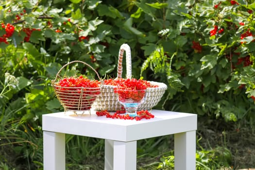 Red currant berries in the berry picking season in the countryside.