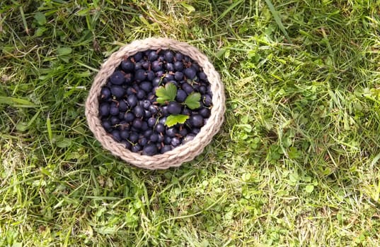 Juicy ripe berries of a gooseberry in a small handmade jute basket.