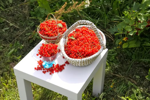 Red currant berries in the berry picking season in the countryside.