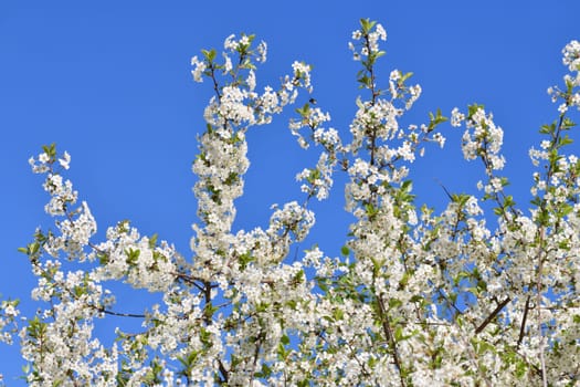 sprig of white cherry blossoms against a blue sky