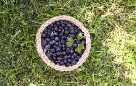 Juicy ripe berries of a gooseberry in a small handmade jute basket.