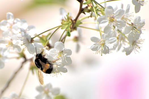 bumblebee on the Cherry tree blooms in the spring