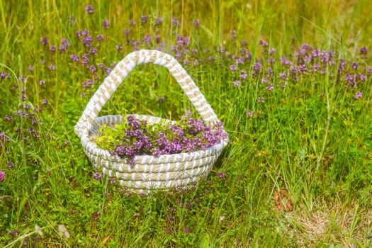 Fresh thyme collected in the basket. Medical herbs.