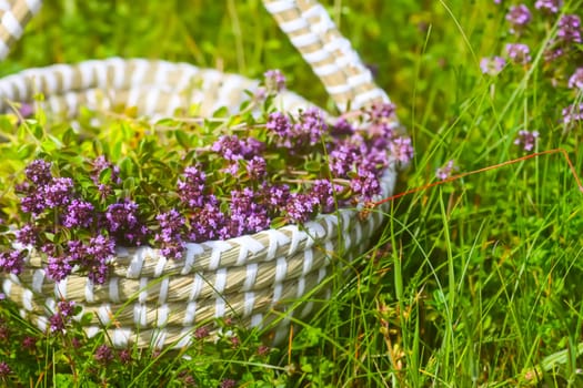 Fresh thyme collected in the basket. Medical herbs.