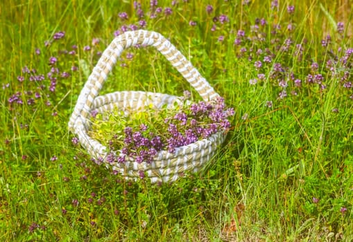 Fresh thyme collected in the basket. Medical herbs.