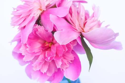 Pink peonies. Beautiful spring flowers in flowering season.