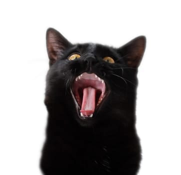 The Cat Is Screaming. A black cat with an open mouth on a white background