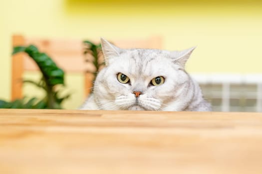 A funny big gray cat with beautiful big green eyes looks out from behind the table. Cute fluffy cat. Free space for text