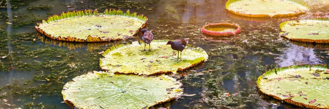 Sir Seewoosagur Ramgoolam Botanical Garden, pond with Victoria Amazonica Giant Water Lilies, Mauritius. Famous Sir Seewoosagur Ramgoolam Botanical Garden, Mauritius