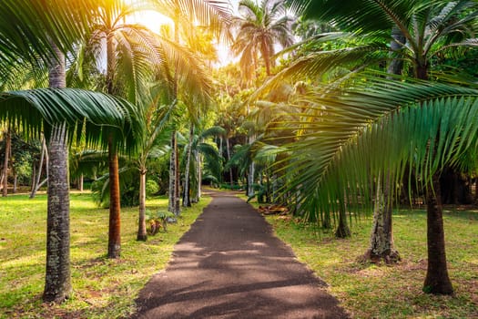 Sir Seewoosagur Ramgoolam Botanical Garden, Pamplemousses, Mauritius island, green avenue along the trees in the Pamplemousses Botanical Garden.