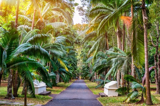 Sir Seewoosagur Ramgoolam Botanical Garden, Pamplemousses, Mauritius island, green avenue along the trees in the Pamplemousses Botanical Garden.