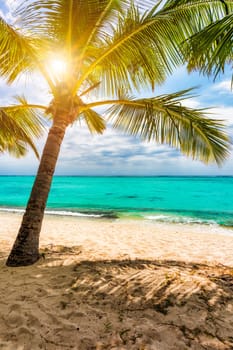 Palm trees on the tropical Le Morne beach, Mauritius. Tropical vacation background concept on Le Morne beach, Mauritius. Paradise beach on Mauritius island, palm trees, white sand, azure water.