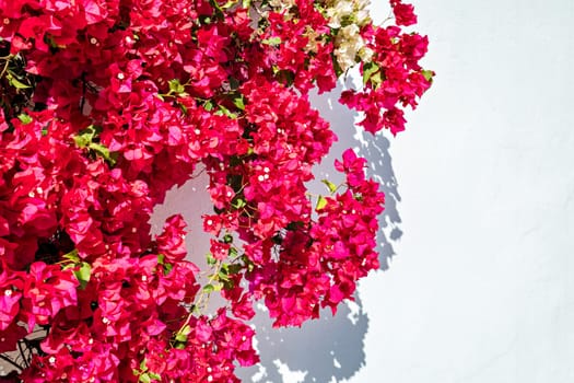 Pink Bougainvillea flower on white background. White wall covered in bougainvillea against the blue sky.