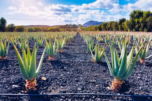 Aloe vera plant. Aloe vera plantation. Fuerteventura, Canary Islands, Spain. Aloe Vera growing on the Island of Fuerteventura in the Canary Islands, Spain. Aloe vera plantation in the Canary Islands.
