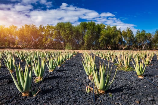 Plantation of medicinal aloe vera plant in the Canary Islands. Aloe Vera in farm garden in desert Furteventura. Growing Aloe vera in fertile volcanic soil, Fuerteventura Island, Spain.