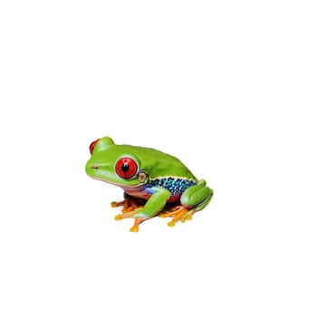 Animal isolated on transparent background. Cute red eyed tree frog Agalychnis callidryas clinging to leaf vibrant green skin striking red.