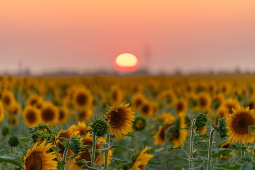 Field sunflowers in the warm light of the setting sun. Summer time. Concept agriculture oil production growing