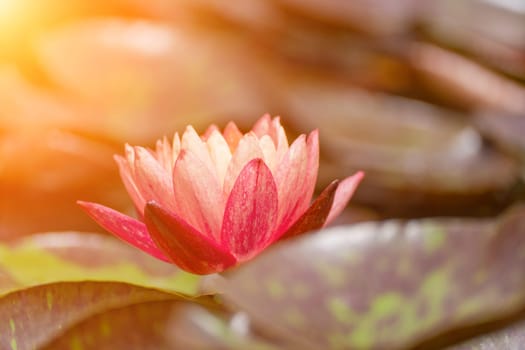 Pink lotus water lily flower in pond, waterlily with green leaves blooming.