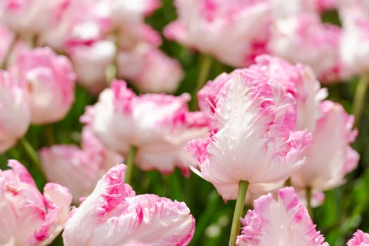 Tulip field. Pink tulips with white stripe close-up. Growing flowers in spring
