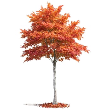 Maple Tree tall tree with a straight trunk and wide orange and red leaves fluttering. Plants isolated on transparent background.