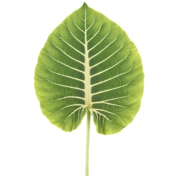 Plants leaf isolated on transparent background