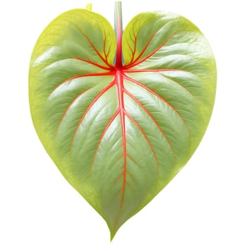 Plants leaf isolated on transparent background