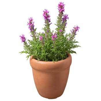 Cuphea small tubular red and purple flowers on compact plants in a terracotta pot Cuphea. Plants isolated on transparent background.