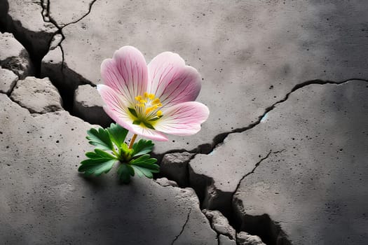 a small delicate flower making its way through a crack in the concrete, the power of nature, the thirst for life