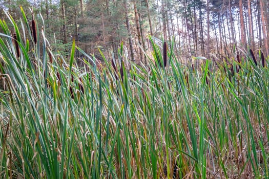 Typha latifolia, called Bullrush, growing in Ireland.