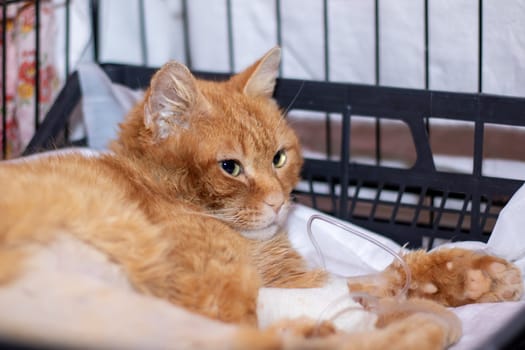 A fawncolored Felidae, small to mediumsized cat with whiskers and a snout, is comfortably laying in a cage, gazing at the camera