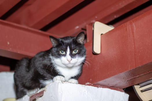 A Felidae with black and white fur, whiskers, and bright eyes sitting on a ledge next to a clock. The small to mediumsized carnivore displays its tail, paw, and snout