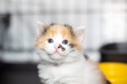 A small calico cat with stunning blue eyes gazes into the camera, showcasing its beautiful fur and whiskers. This terrestrial animal belongs to the Felidae family and has a fawncolored coat