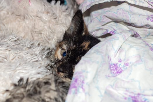 A carnivorous Felidae, the small to mediumsized cat with fawn fur, whiskers, and a snout, domestic shorthaired cat, is laying on its back on a bed