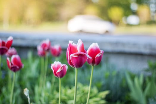 A closeup shot capturing the beauty of a pink and white tulip blooming in a garden, adding a burst of color to the natural landscape