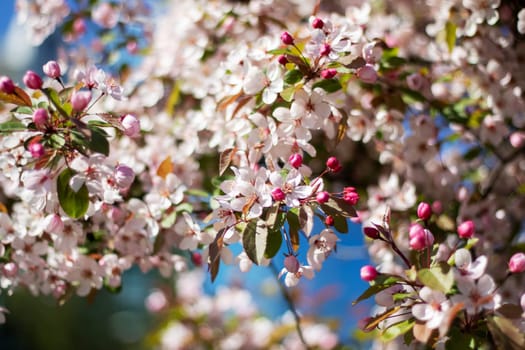 A cherry blossom tree stands gracefully with a building in the background, its delicate pink petals contrasting beautifully against the blue sky