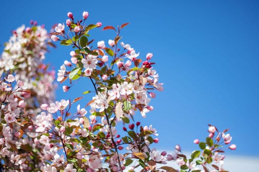 A cherry blossom tree stands gracefully with a building in the background, its delicate pink petals contrasting beautifully against the blue sky
