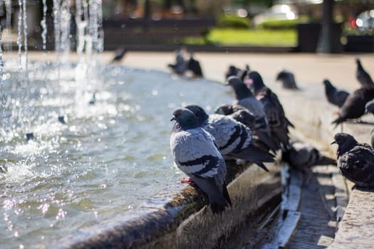 A group of stock doves leisurely drink water from a city fountain, their feathers glinting in the sunlight as they dip their beaks