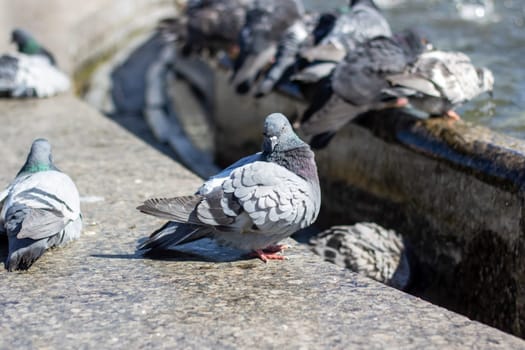 A group of stock doves leisurely drink water from a city fountain, their feathers glinting in the sunlight as they dip their beaks