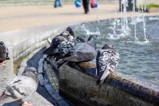 A group of stock doves leisurely drink water from a city fountain, their feathers glinting in the sunlight as they dip their beaks