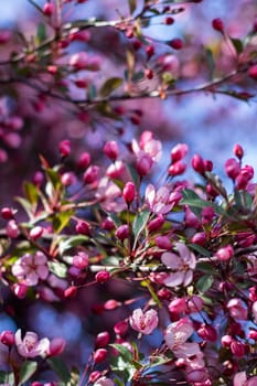 A closeup of a flowering cherry blossom tree with pink and white petals, a beautiful annual plant that makes a stunning addition to any garden or landscape design